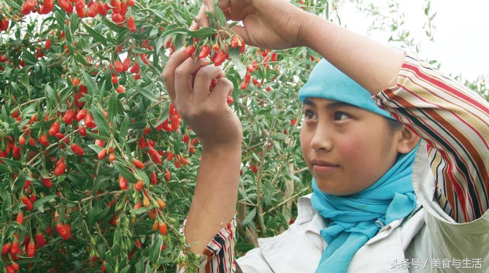 食疗养生百合雪梨马蹄枸杞,玉竹黄精枸杞百合莲子食疗