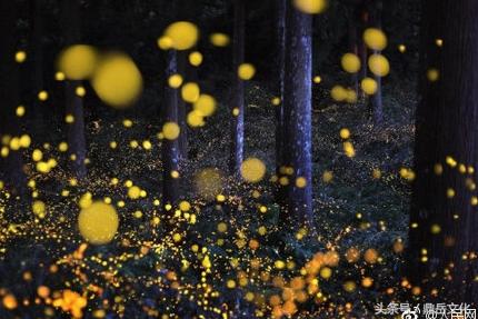 萤火虫团购网,萤火虫团购推荐