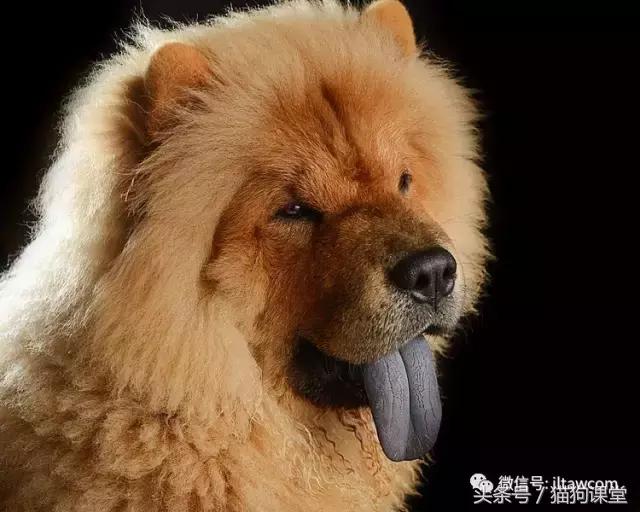 中国古老原种犬,古老的松狮犬