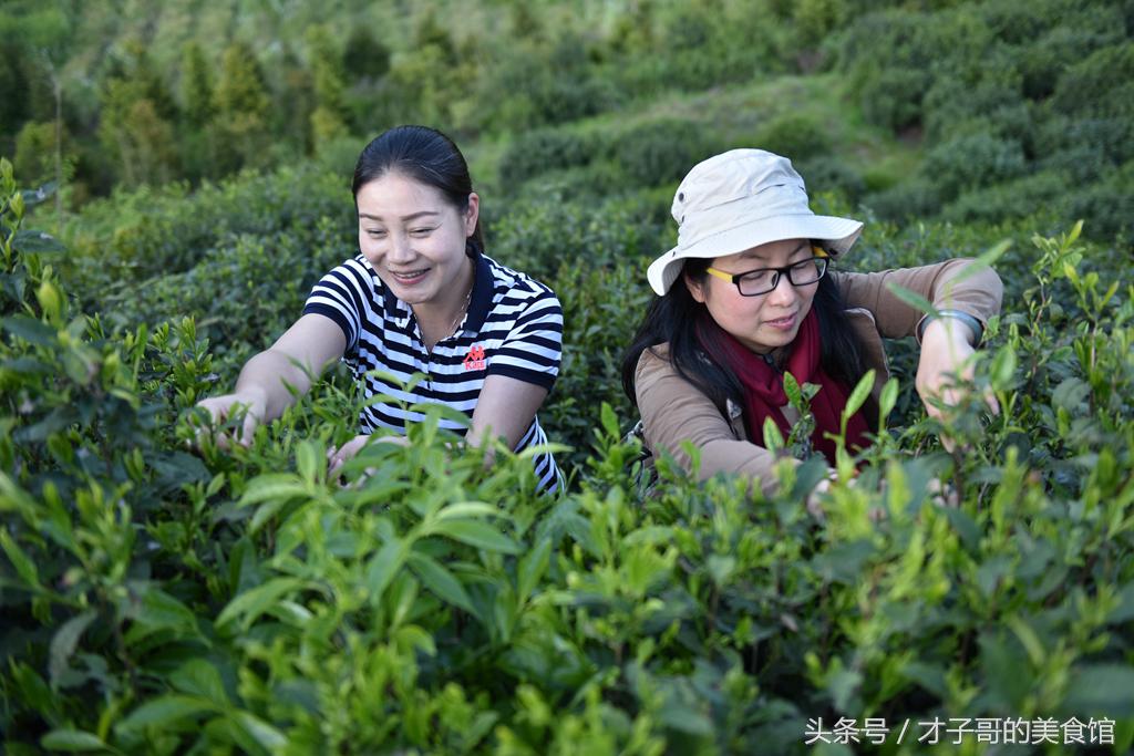 自己动手做茶的感受,自己做茶叶怎么做