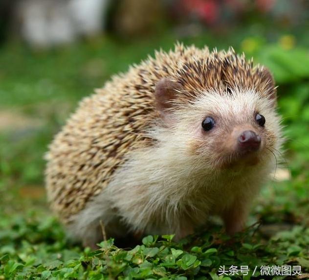 萌宠可爱超萌小刺猬,可爱萌宠刺猬