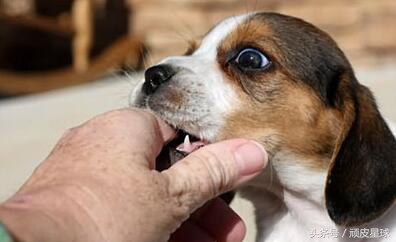 不小心被狗咬要打针么,不小心被注射狂犬疫苗会怎样