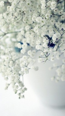 生日专用花语大全,生日花语大全9月