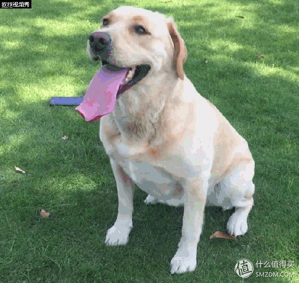 简单训犬小技能,简单学训犬