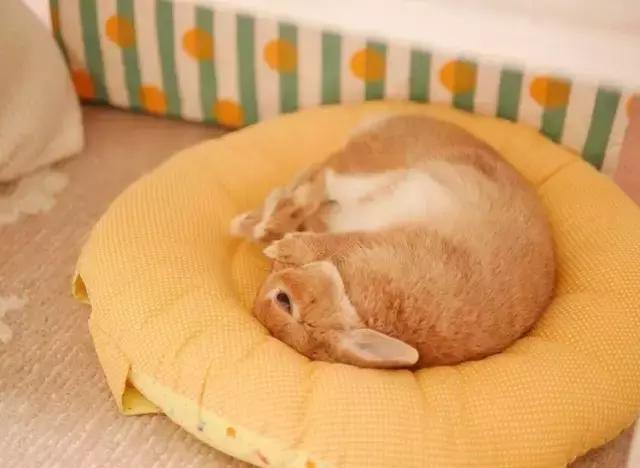 如果你养兔子了会怎样,养一只兔子会寂寞吗