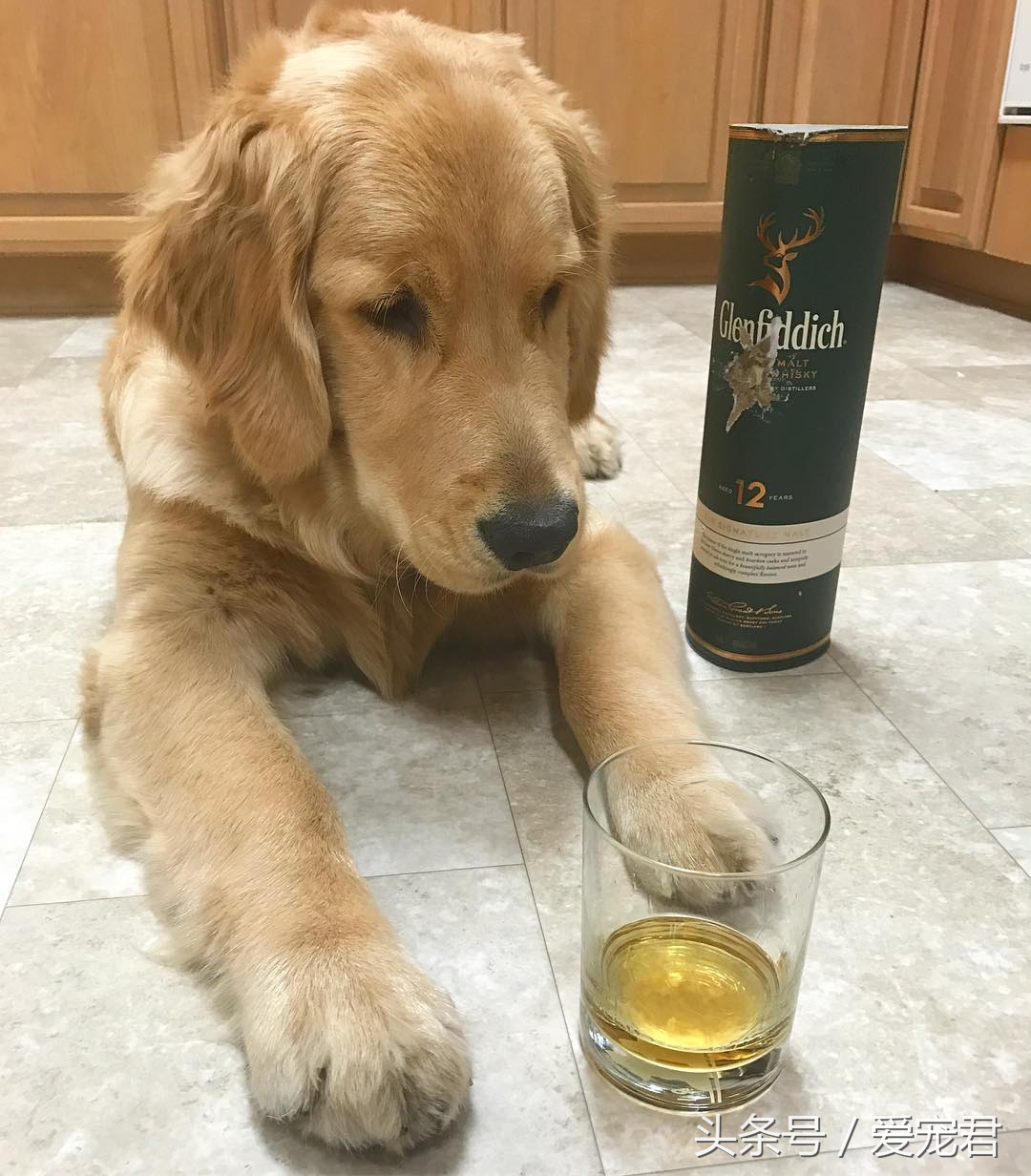 狗狗吐奶什么原因,小狗崽吐奶是怎么回事