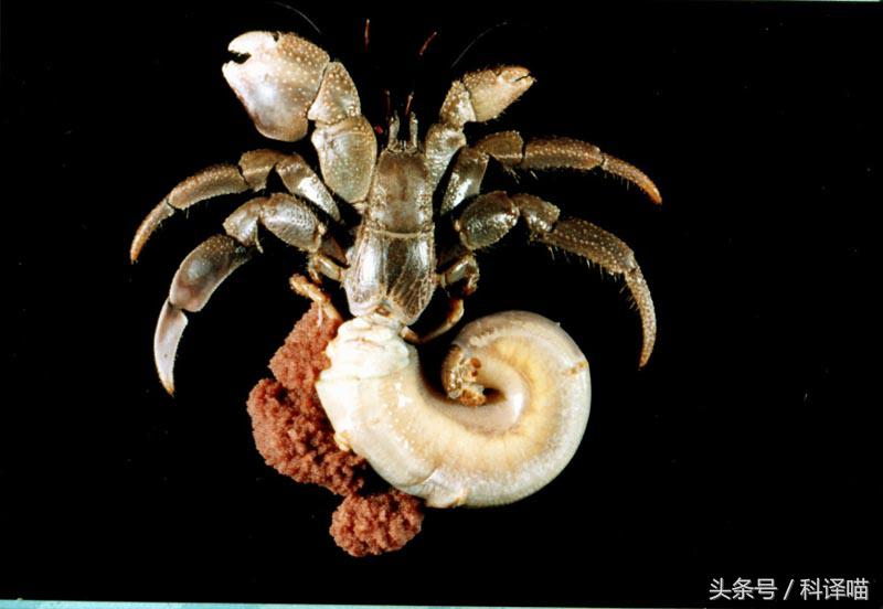 胆小的别进!青岛的海虫子,可以入药可以吃,鲍鱼也在内!