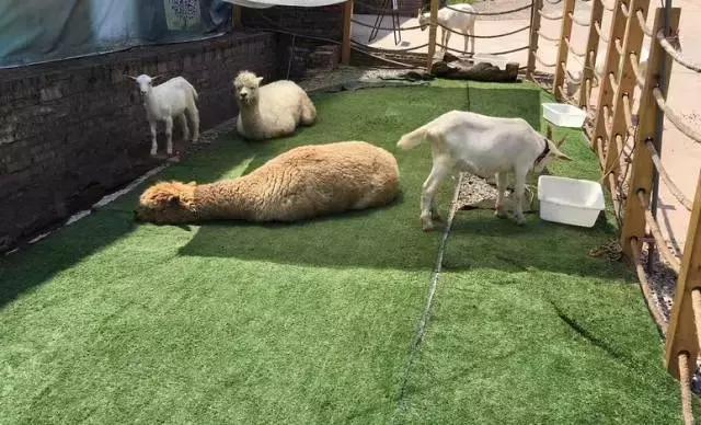 重庆周边海拔1500避暑农家乐,重庆荣昌附近哪里有好玩的农家乐