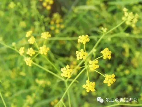 农村随处可见的野草,农村随处可见的草也能卖