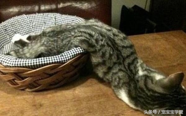 那些柔弱无骨的液体猫，其实猫咪才是水做的吧，最后一个绝了