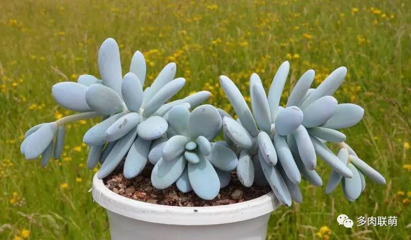 韩系美人多肉,稀有的美人系多肉