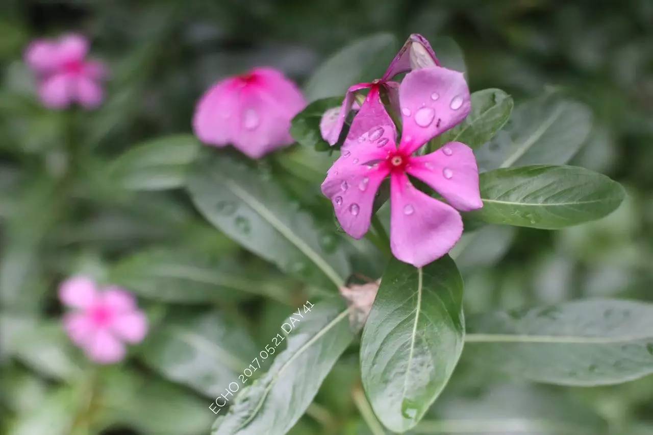 珠海赏花,现在珠海哪里赏花
