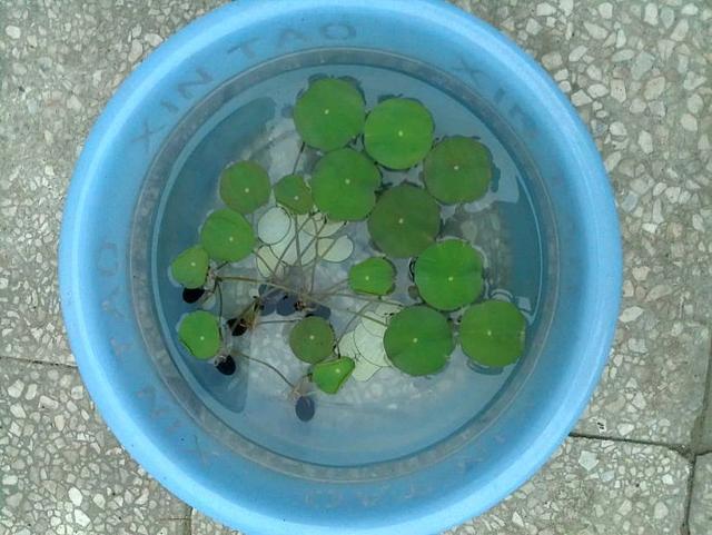 碗莲发完芽之后应该怎么养殖,用碗莲的种子养殖多久可以开花