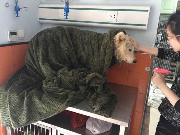 萨摩耶发出臭味,好心人二话不说直接给抱去了医院