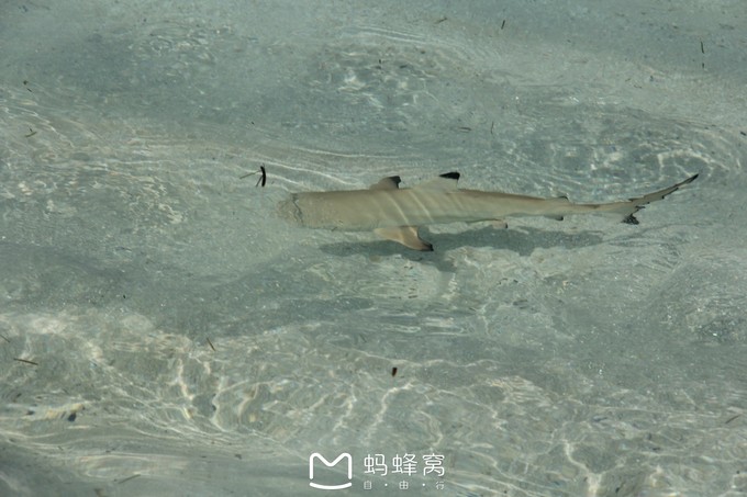 蜜月胜地之马尔代夫,马尔代夫水下餐厅芙拉瓦丽