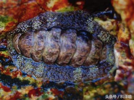 胆小的别进!青岛的海虫子,可以入药可以吃,鲍鱼也在内!