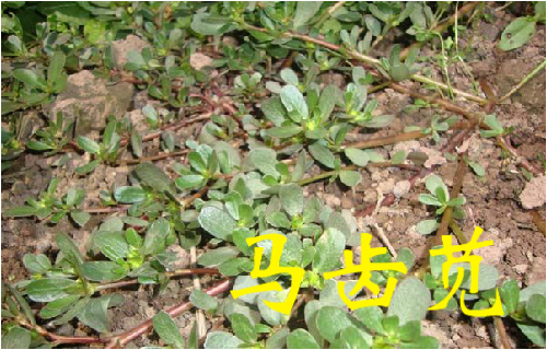 农村常见的43种中草药,农村常见却被忽略的草药