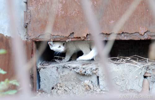 猫妈妈带着小猫向人求助,猫妈妈发现小猫不见了猫妈妈疯了