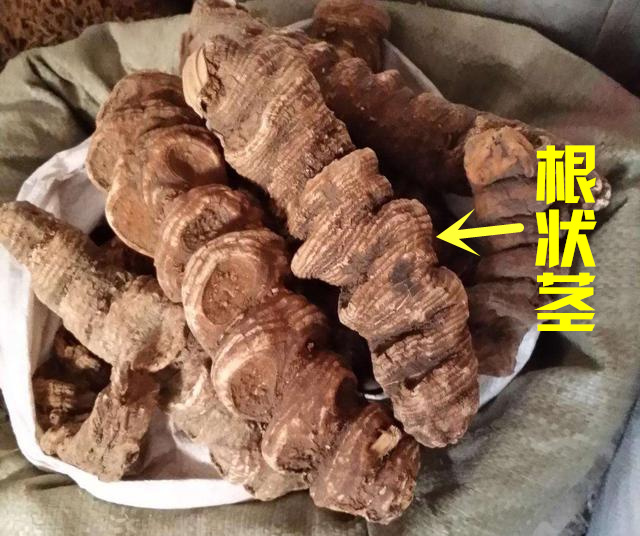 农村老人说七叶一枝花，被蛇咬全靠它，为何看见这花却要当心了