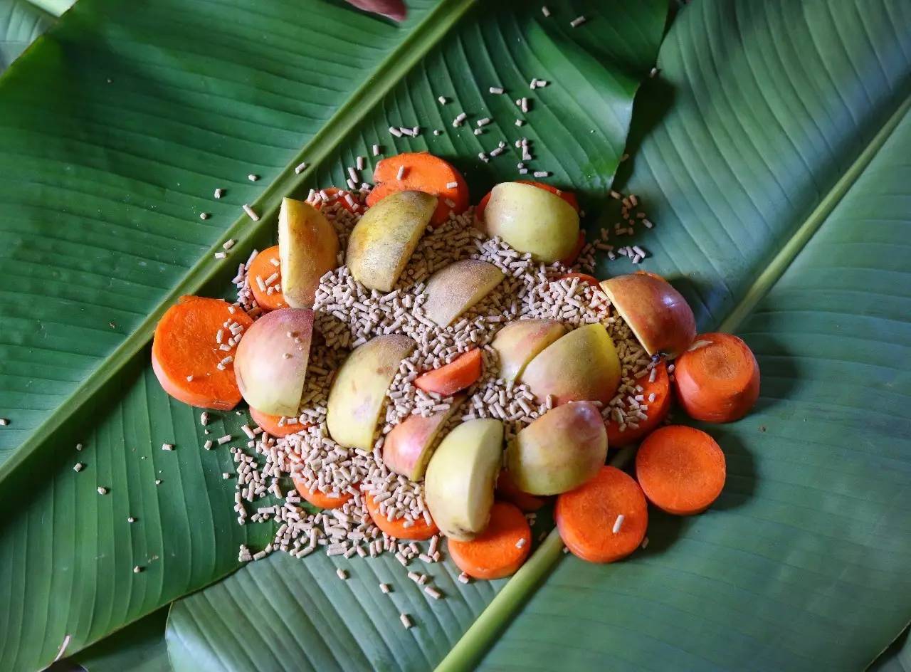 端午节河马夫妇享受浪漫艾草浴，你们端午在干什么？