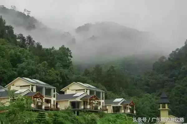 广东普罗旺斯花海,普罗旺斯的薰衣草紫色花海