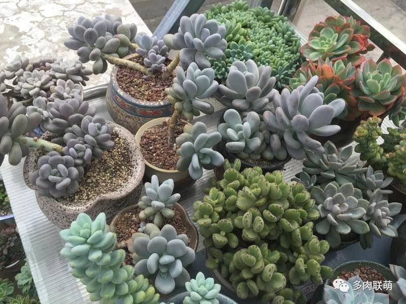 韩系美人多肉,稀有的美人系多肉