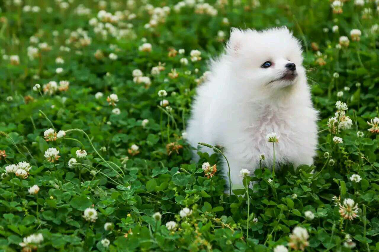 狗狗内心独白：主人，你真的懂我吗？（超感人）