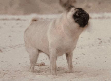 白醋可以给狗狗洗耳朵吗,狗狗的耳朵怎么洗干净