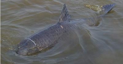 海竿钓鱼饵料配挂技巧,海竿钓鲤鱼窝料怎么搭配