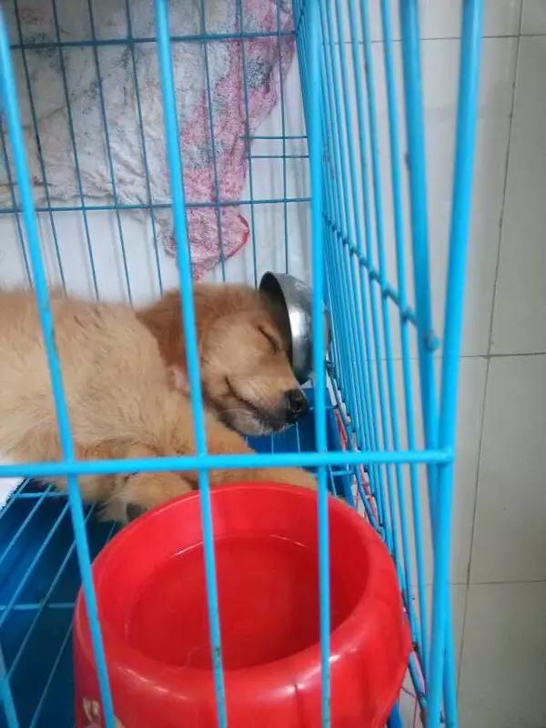 当宠物医生的感受,做宠物医生要什么条件