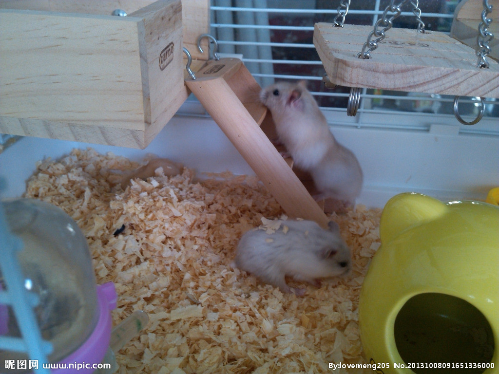 超级可爱的十大萌宠可以在家养,好养又干净的宠物萌宠