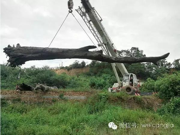 河里挖出金丝楠阴沉木头价值多少,嘉陵江惊现巨大藏红阴沉木