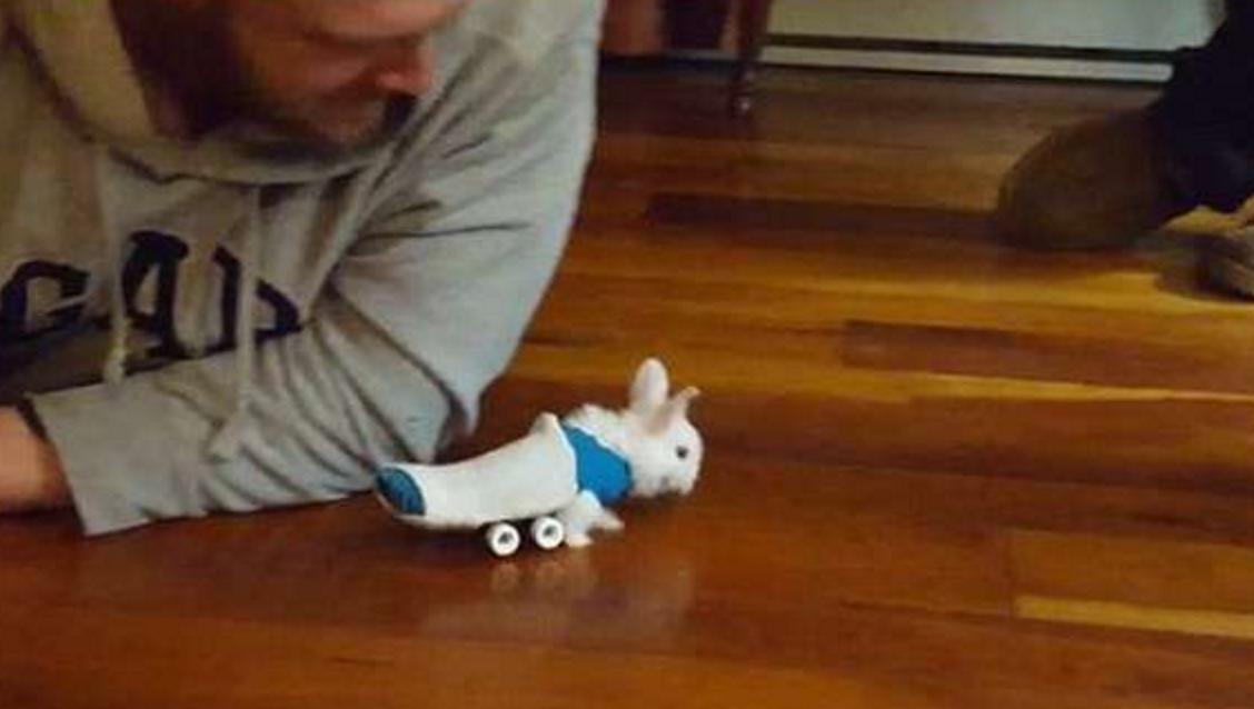 他救了这只小兔子时发现它下身已瘫痪,苦思之下想出一个绝妙方法