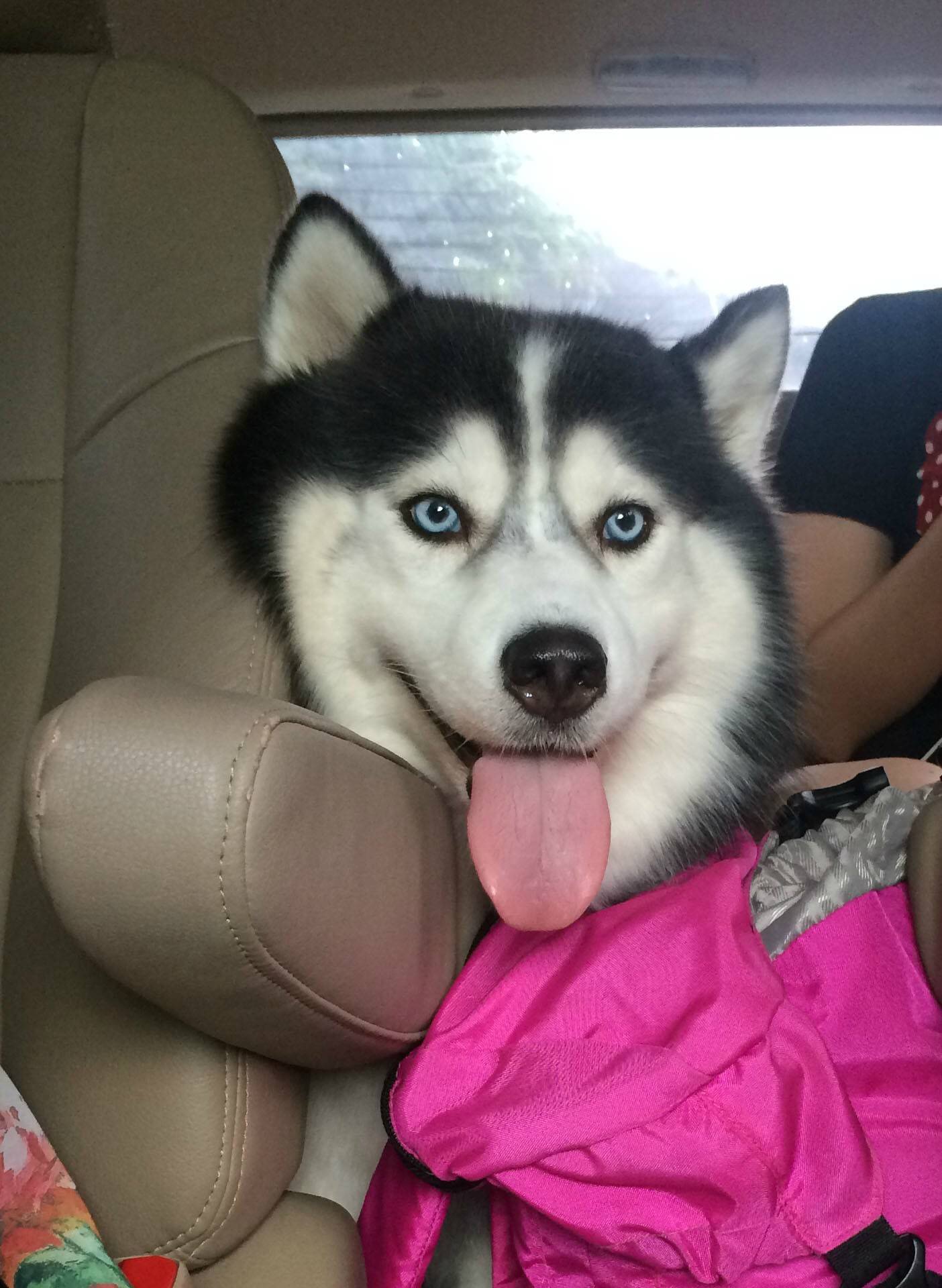 二哈偷吃被揍,二哈偷吃被卡住