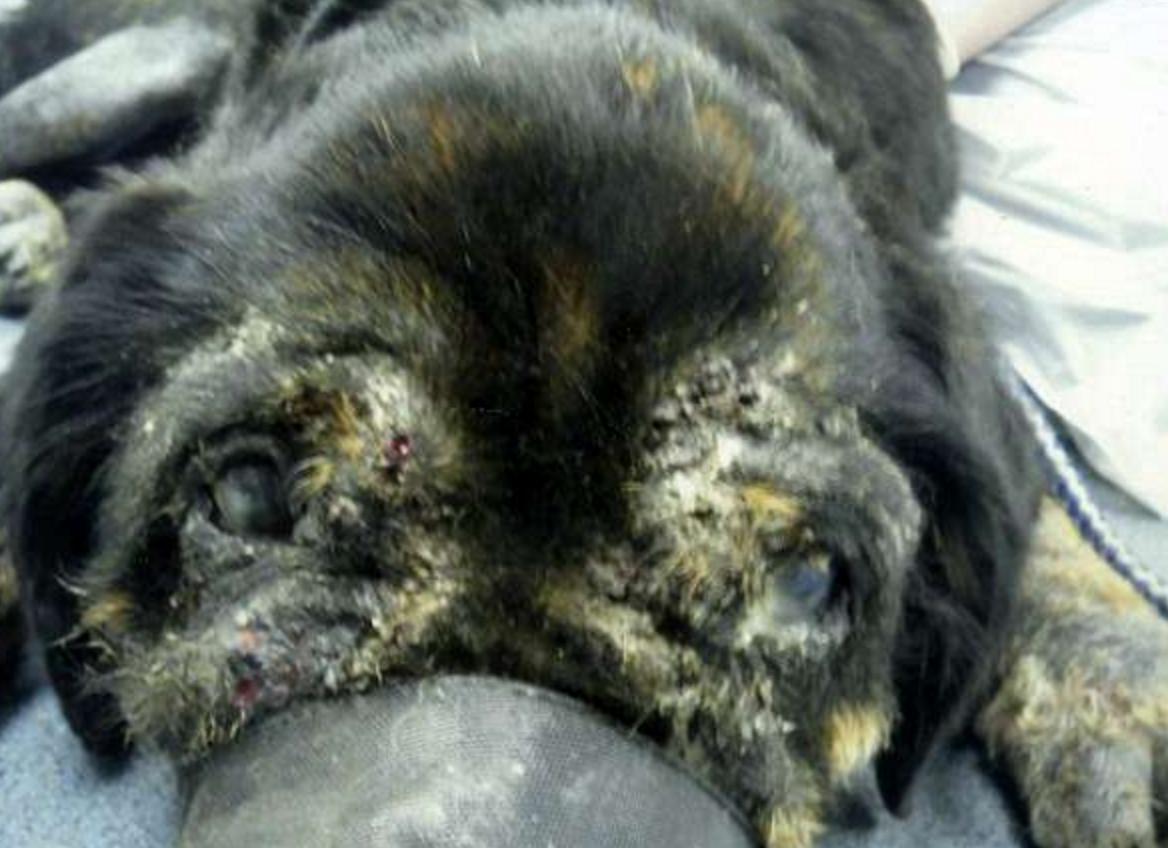 狠心的主人杀病猫,残忍主人将藏獒囚禁12年