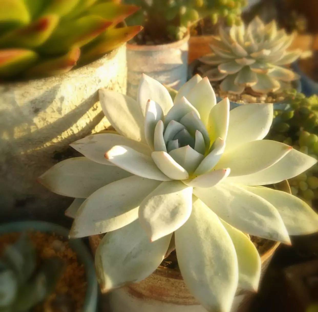 雨季多肉徒长怎么办,雨水多多肉腐烂怎么办