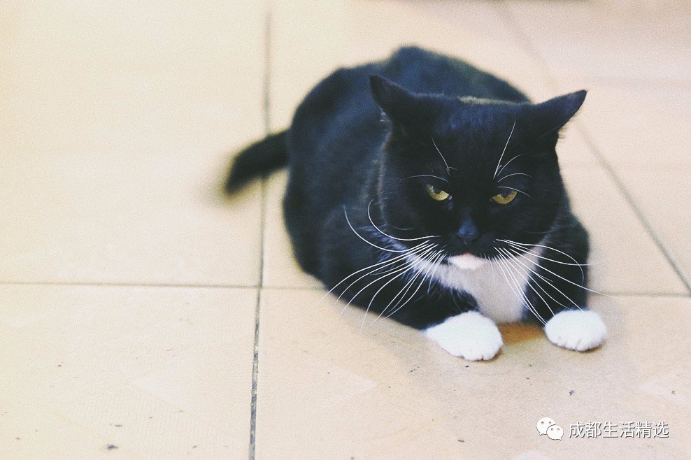 成都一条很破的美食街,成都市内的十大美食街