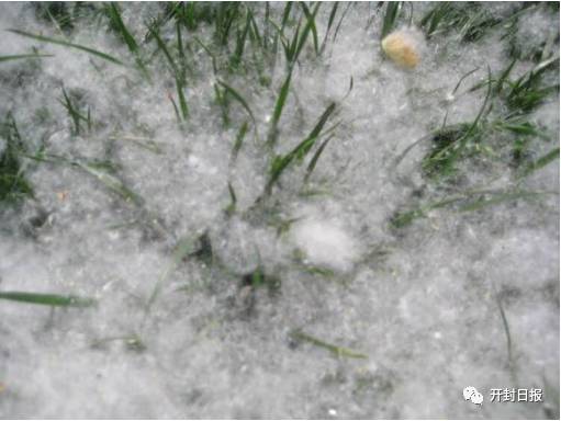 杨絮满天飞怎样防护,杨絮满天飞怎么开窗通风