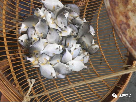 2020年金鲳鱼全国总产值,金鲳鱼养殖行情