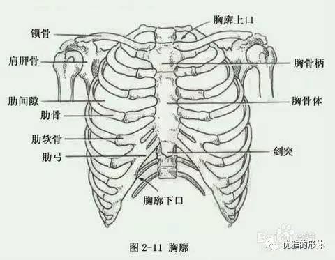 中医含胸驼背体态纠正,日本平背体态矫正