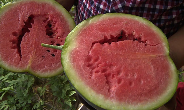 咱六师的“礼品瓜”走俏市场