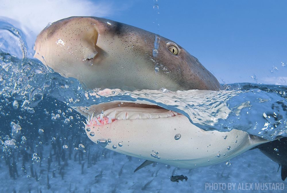 鎽勫奖鐪肩潧鑱氱劍,鐪肩潧鎷嶇殑鐓х墖鍜岀浉鏈烘媿鐓х殑鎰忎箟