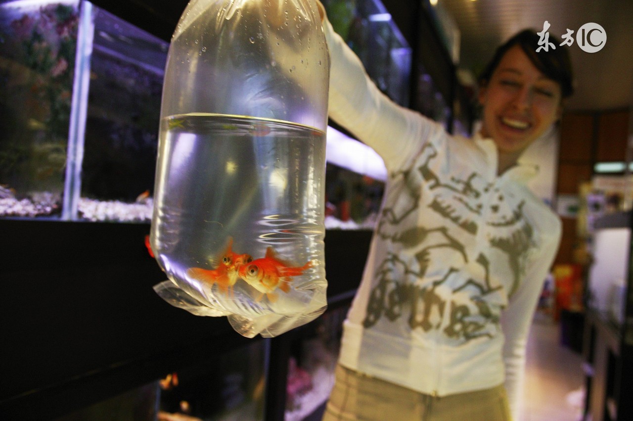 兰寿金鱼怎样挑选,金鱼饲料怎样挑选