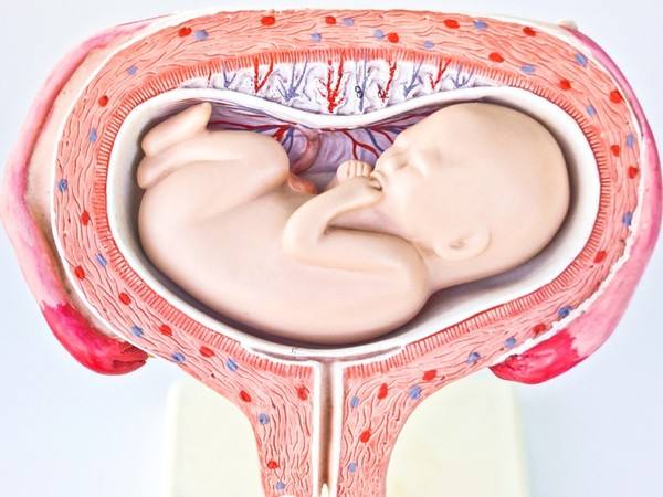 人体胎盘可以生吃吗,胎盘能吃吗对人体真的有益吗