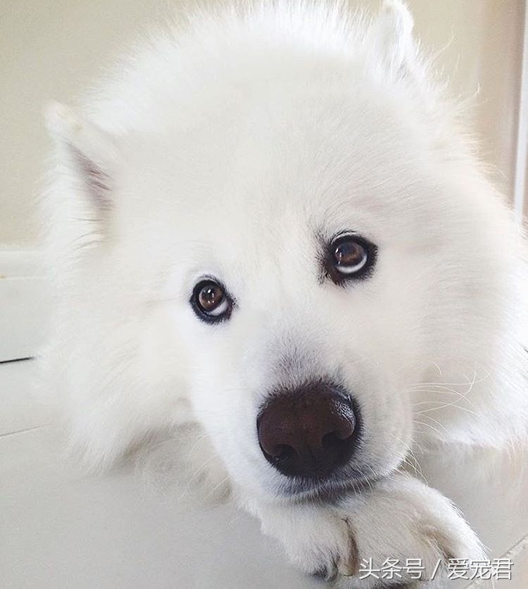 狗狗耳朵原来是立的怎么会垂下去,萌宠趣事是什么意思