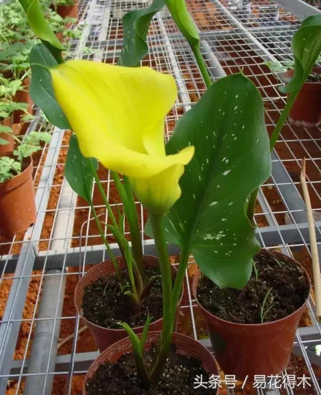 如何才能让马蹄莲复花,马蹄莲什么时候休眠什么时候开花