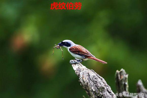 饲养伯劳的最佳温度是多少,伯劳饲养对身体有什么危害