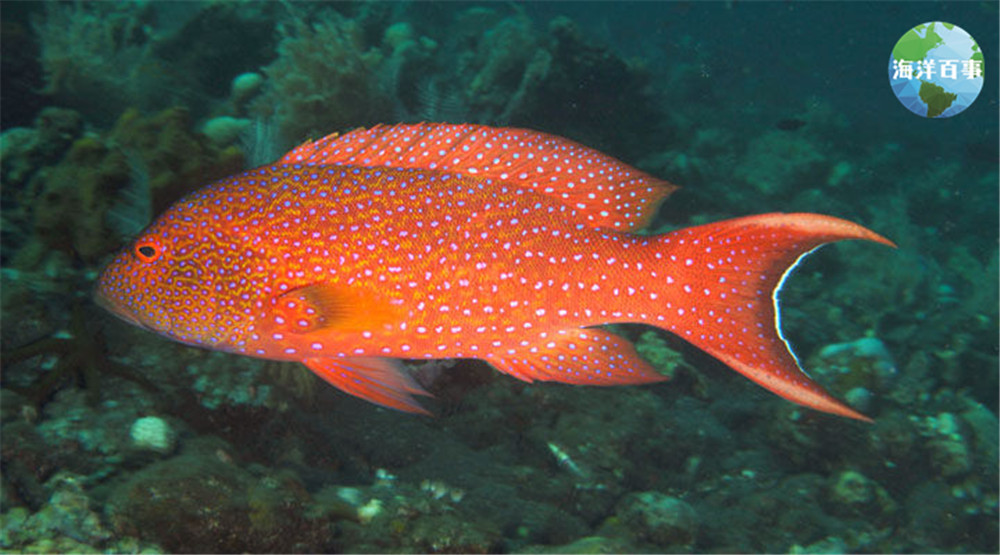 东星斑属于海鲜吗,东星斑海鲜图片