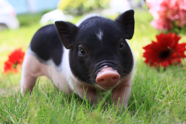 猪崽身上红出水泡怎么回事,猪崽出生皮肤红怎么回事