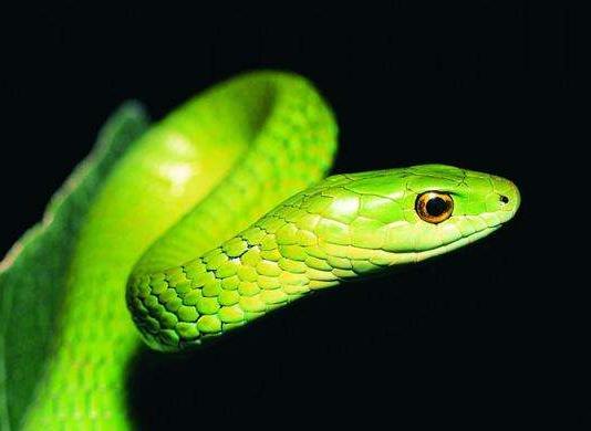 属蛇和属龙的生什么属相的宝宝好,属蛇与哪个属相最好